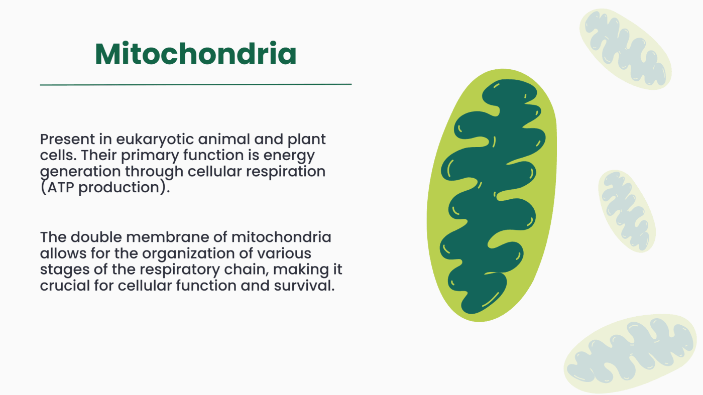 Mitochondria are found in eukaryotic plant and animal cells. They produce energy in the form of ATP through cellular respiration. Their double membrane structure allows efficient energy production, making them essential for cell survival.