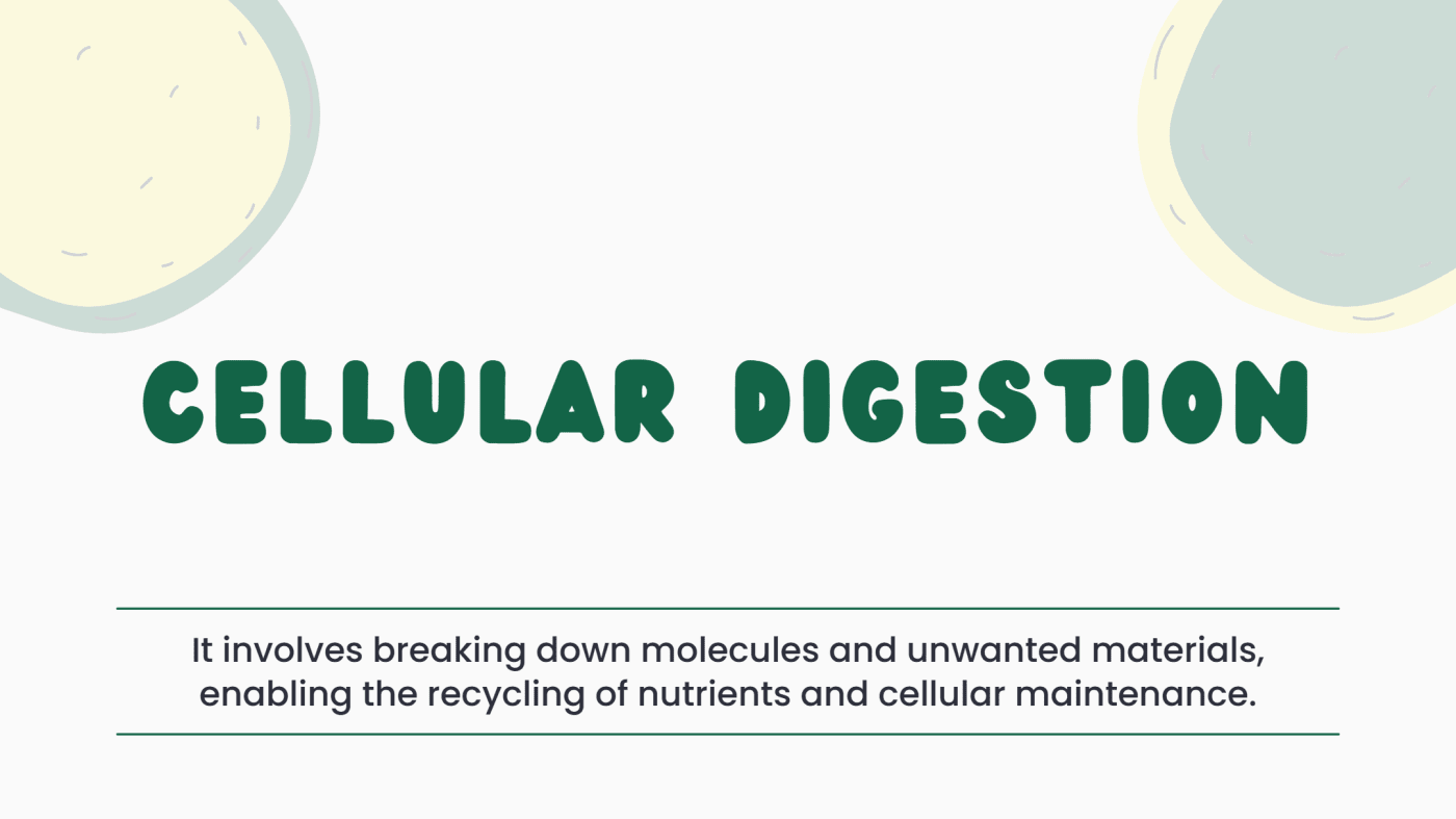 Cellular digestion breaks down unwanted materials and complex molecules. This process helps recycle nutrients and maintain cell health.