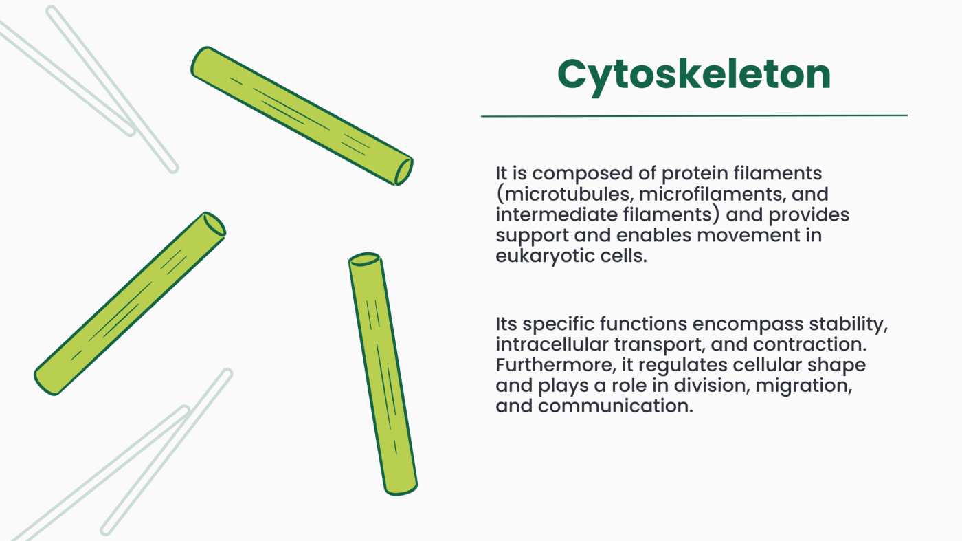 The cytoskeleton is made of microtubules, microfilaments, and intermediate filaments. It provides shape, strength, and movement to the cell. It also supports intracellular transport, cell division, migration, and communication.