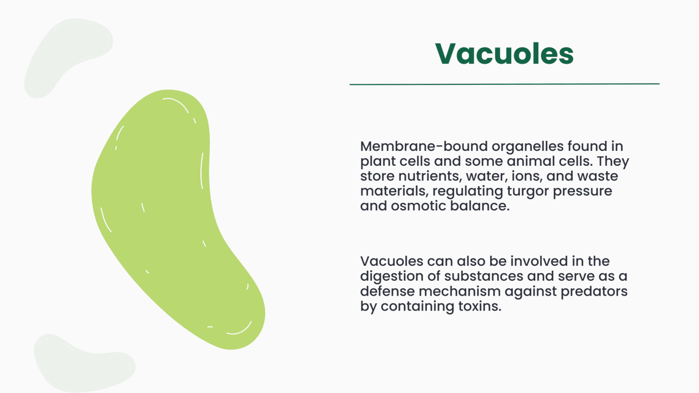 Vacuoles are membrane-bound organelles found mainly in plant cells. They store water, nutrients, ions, and waste materials. Vacuoles help maintain osmotic balance and turgor pressure. They can also assist in digestion and defense by storing toxic substances.