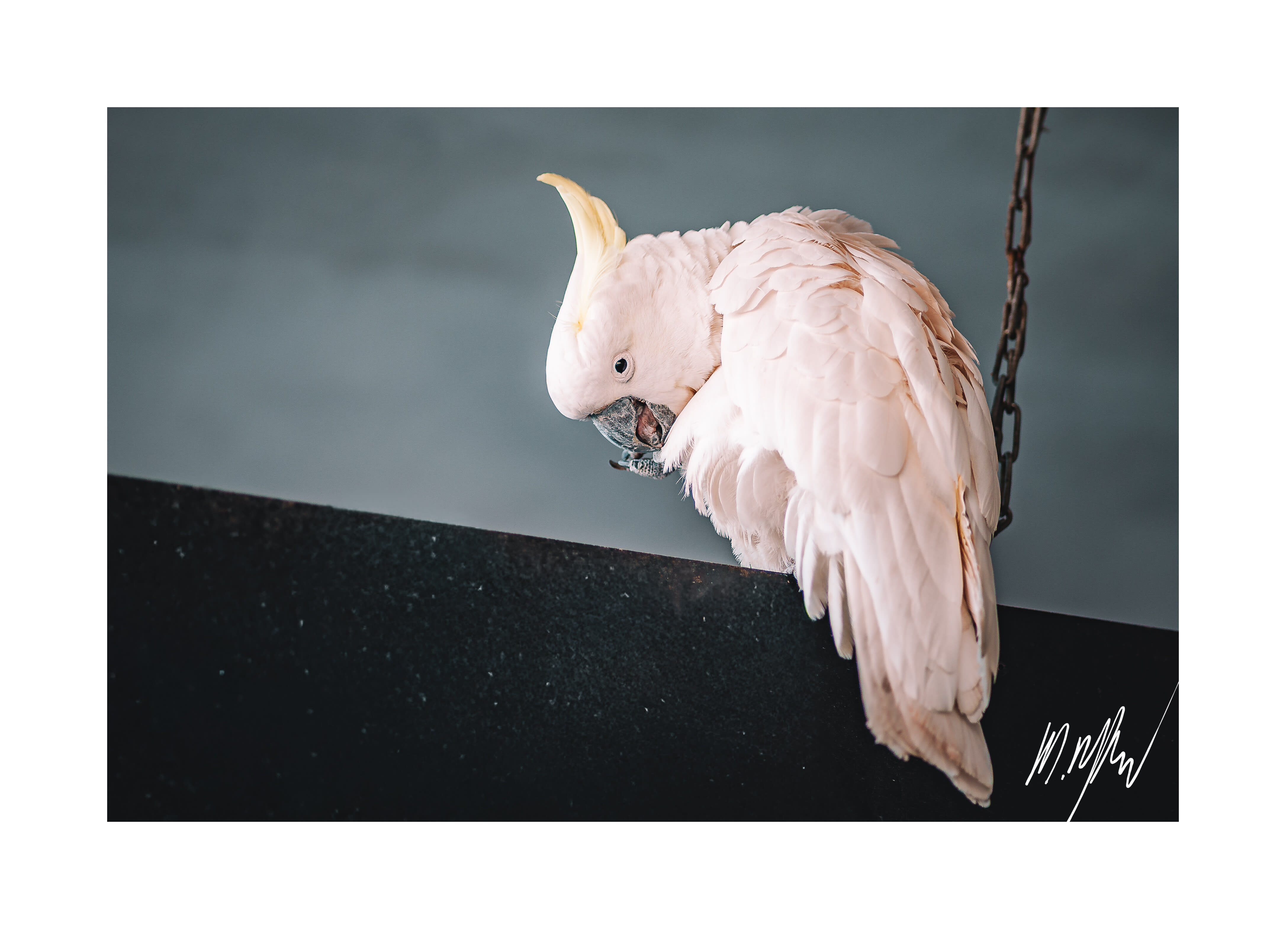 A portfolio image