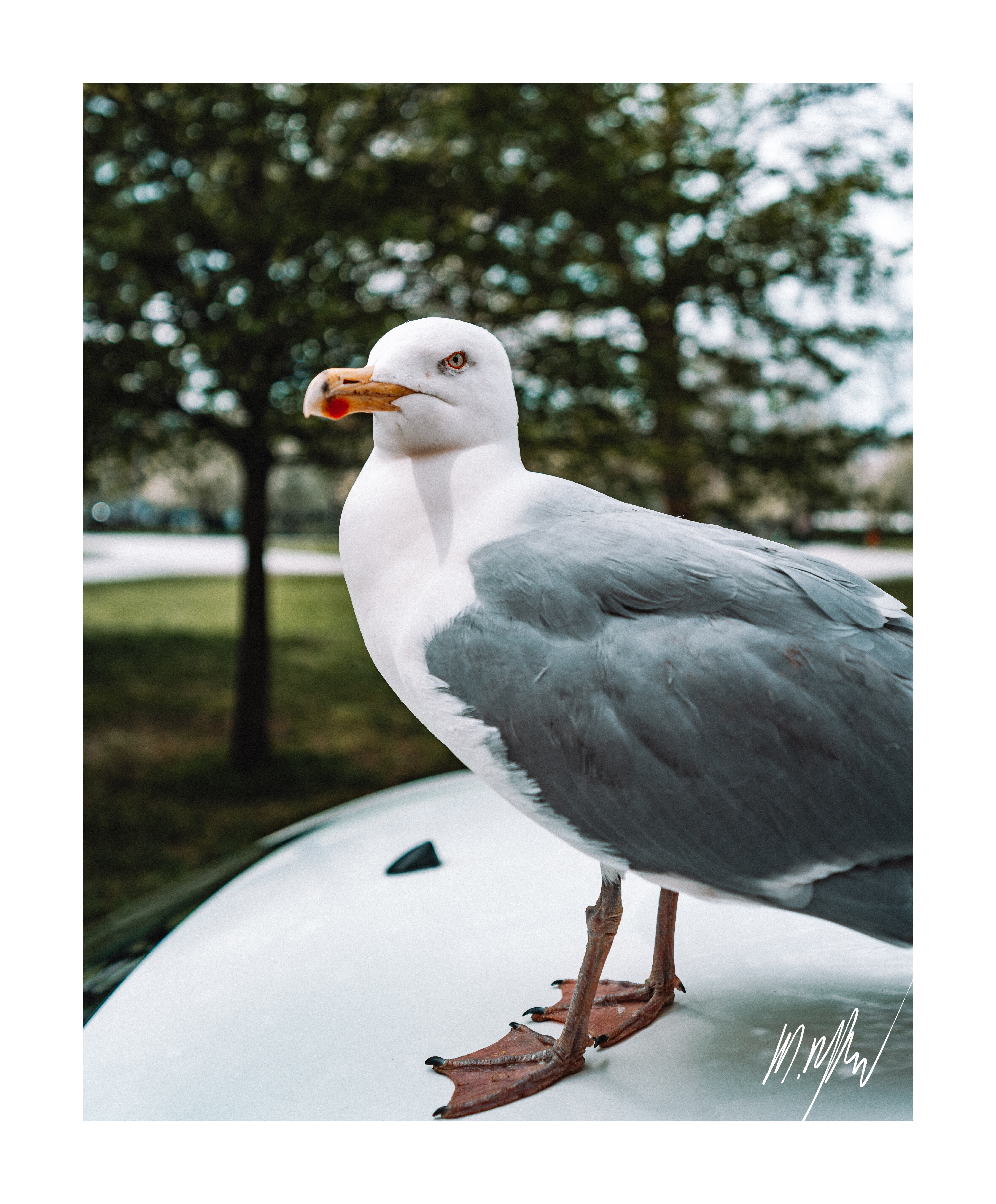 A portfolio image