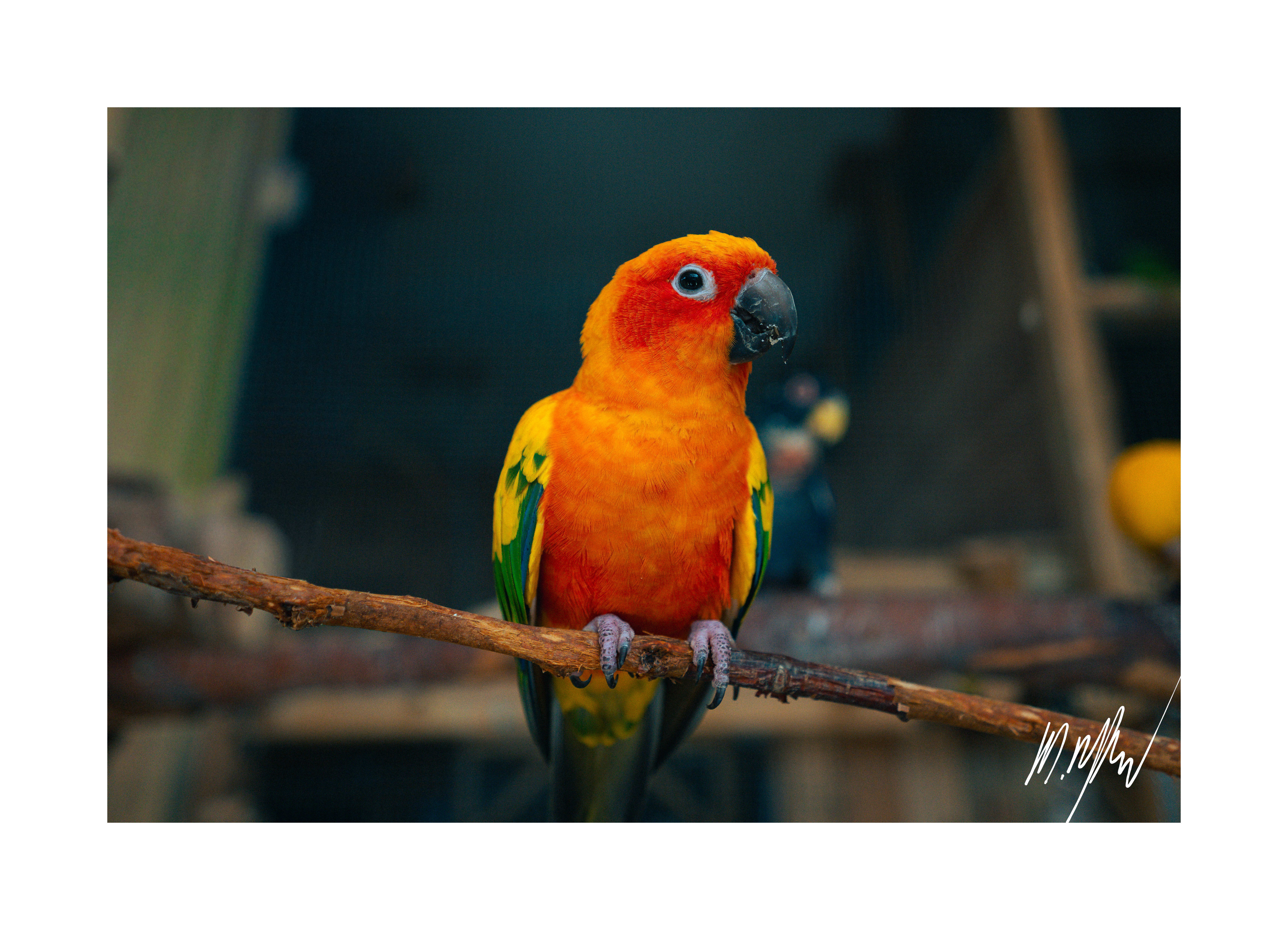 A portfolio image