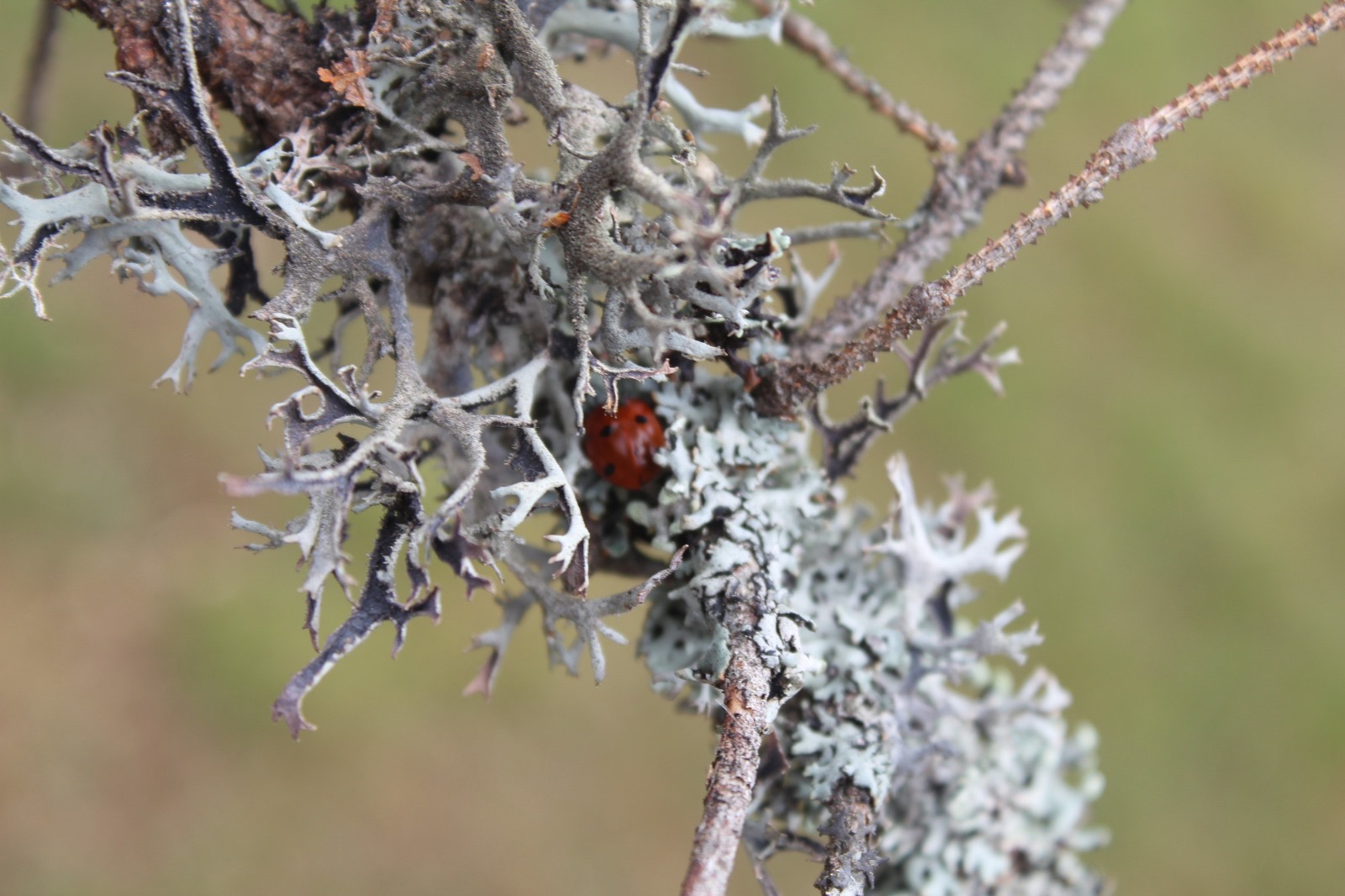 Lichens – What They Are