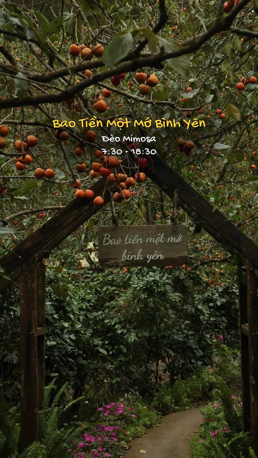 Mùa hồng Đà Lạt tháng 9: Vườn hồng vào mùa, kinh nghiệm tham quan và thưởng thức