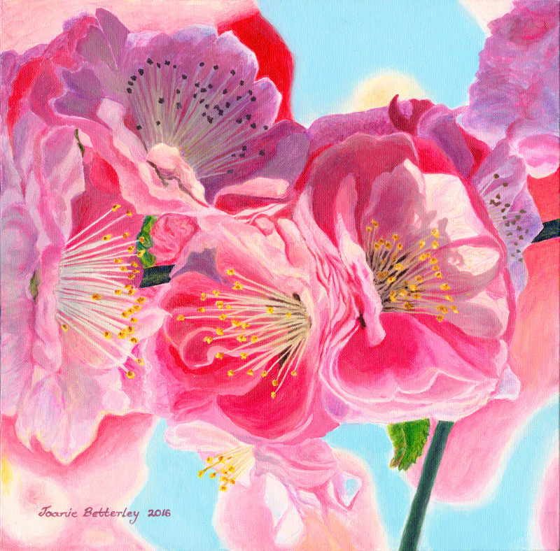 Japanese Pink Cherry Blossom
