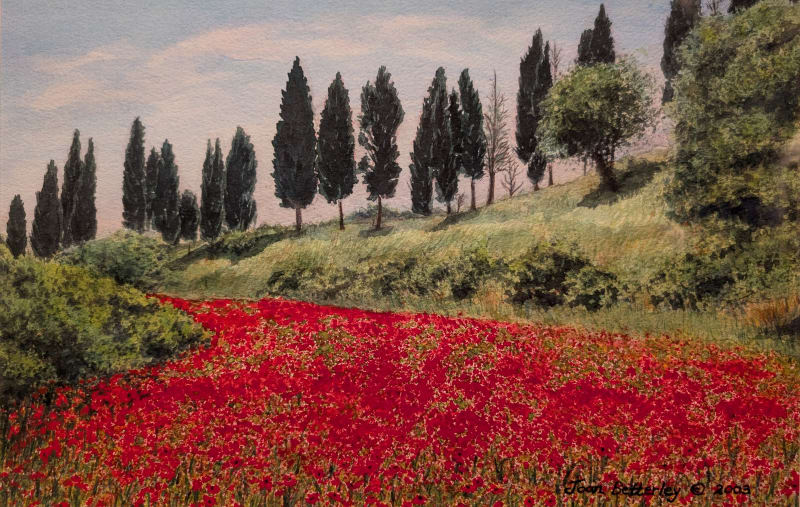Poppy Fields in Tuscany
