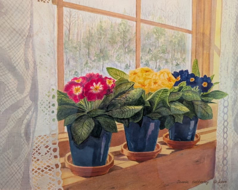 Primroses