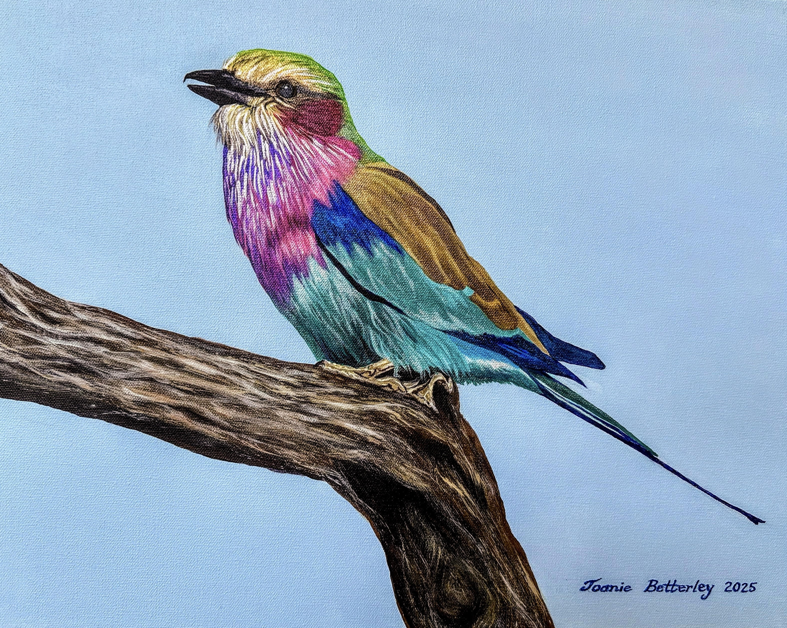 Lilac Breasted Roller