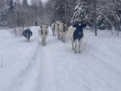 В Ленобласти хозяйство произвело 13,5 тонны мяса