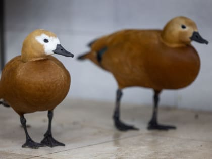 В парке Ораниенбаум открылся новый лебяжник