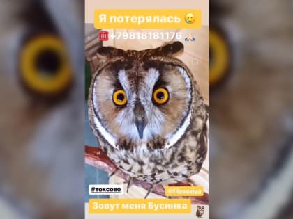 Пропала Бусинка: «Музей совушек» в Токсово третий день не может найти улетевшего питомца