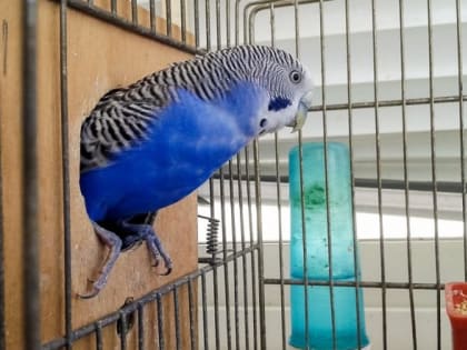 В Красносельском районе двухлетнего мальчика чуть не убила клетка с попугаем