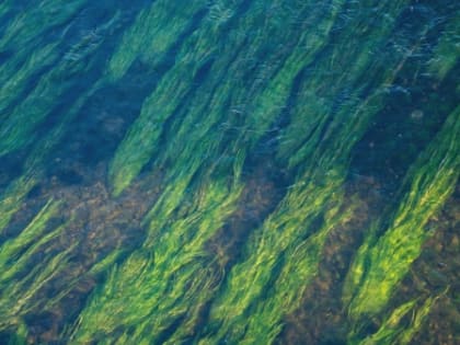 В Петербурге идет активная борьба с водорослями