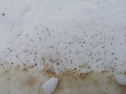 Куколки нападающих на людей лосиных мух обнаружили на снегу в лесах под Петербургом