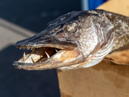 Квоты на ловлю рыбы распределили в Ленобласти