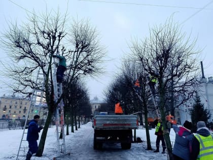 В Петербурге на Среднеохтинском проспекте провели формовочную обрезку деревьев