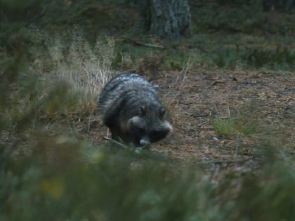 Чувствуют приближение весны: в Ленобласти раньше срока проснулись енотовидные собаки