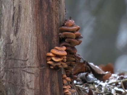 Петербуржцам рассказали, какие грибы можно собирать сразу после схода снега