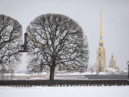 Сразу в трех видовых локациях Петербурга провели формовку деревьев и кустарников