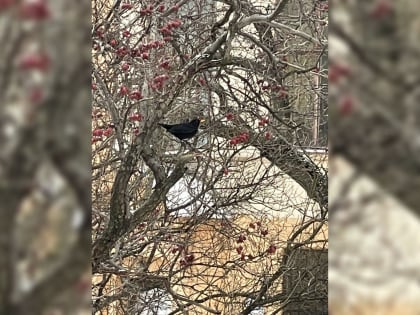 Грачи прилетели? Почему предвестники весны появились в Петербурге так рано