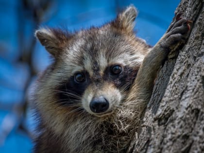 Контактный зоопарк с енотами для всей семьи