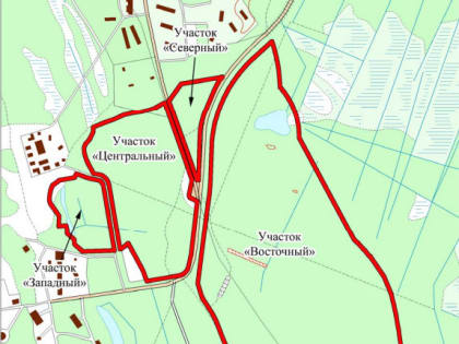 Смольный защитит дуплогнездников. Что будет запрещено в заказнике «Сестрорецкие дюны»