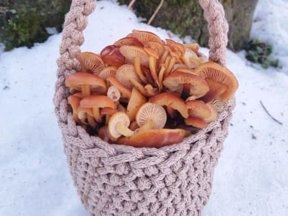 Фото: полные корзины грибов собирают под Петербургом зимой