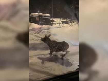 Бежал на свет: маленький лось вписался в лобовое стекло автомобиля в Ленобласти