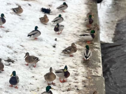 В Приморском парке Победы появятся французские утки