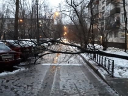 Упавшее дерево перегородило проезд у дома в Альпийском переулке