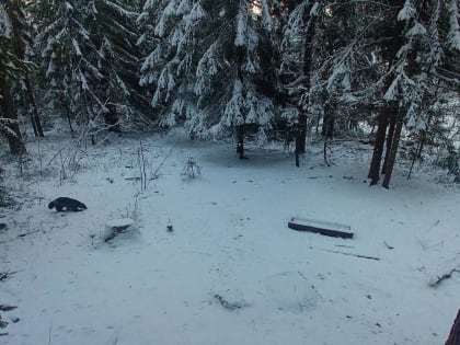 Фотоловушка запечатлела краснокнижного хищника под Выборгом