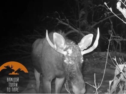 Мастерство объедания веток: обед лося под Петербургом попал на видео