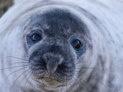 Птичий грипп может угрожать краснокнижным нерпам и тюленям под Петербургом