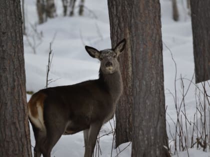 Жители Красного села заметили разгуливающего по городу оленя