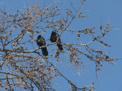 Биолог Глазков рассказал, как по природе определить скорый приход весны в Петербурге