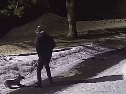 Житель Песочного избил собственную собаку ногами и попал на видео