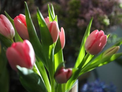 Ленобласть к 8 Марта вырастила и направила в торговые сети более 3 миллионов тюльпанов и роз