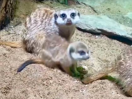 Ленинградский зоопарк показал, как малыши сурикатов лакомятся перепелиными яйцами