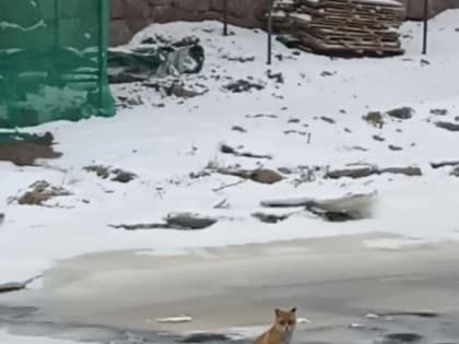 Нарушительница правил: лису заметили сидевшей на льдине у Выборгского замка