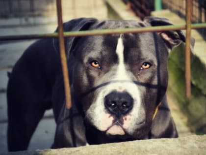 Нападение питбуля на ребенка и отступление циклона «Роберт» стали темами дня в Петербурге