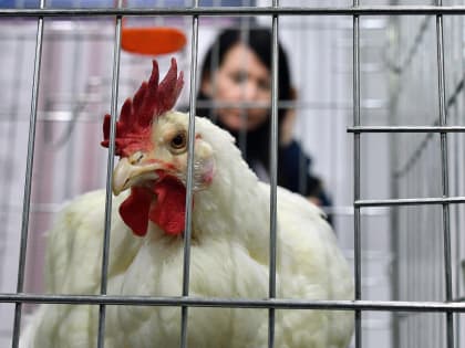 Новые «ножки Буша» или дробина слону? Снизит ли цены на курятину обнуление импортных пошлин