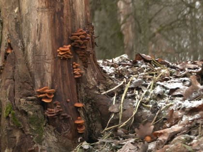 По грибы в феврале: съедобные опята растут в лесах под Петербургом посреди зимы