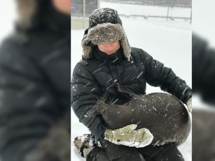 Ластоногие петербуржцы Крошик и Шлиссик показали, как нужно правильно обниматься