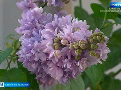 В Ботаническом саду выставка цветущей сирени и тюльпанов