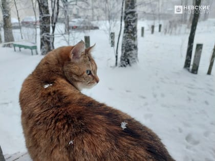 Весна не торопится: Петербург заметает снегом, а дворников на улицах не видно