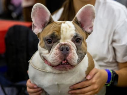 В Петербурге продолжается бесплатная вакцинация собак отечественным препаратом