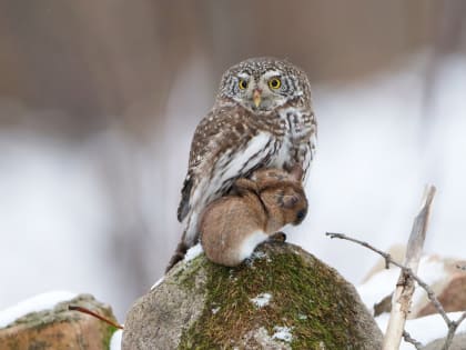 Опасные, но такие милые. Полюбуйтесь на крылатых хищников, которые обитают в парках Петербурга