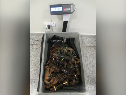 Сотрудники Пулковской таможни предотвратили нелегальный ввоз крупной партии живых омаров