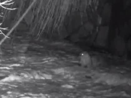 Новый питомец: Ленинградский зоопарк показал первую ночную вылазку речной выдры Мишель
